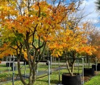 Parrotia persica - Perzisch IJzerhout - meerstammige klimbomen najaar 2023 kwekerij Ten Hoven Bomen