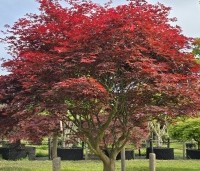 Acer palmatum 'Sumi-Nagashi' - Japanse Esdoorn 'Sumi-Nagashi' - 3