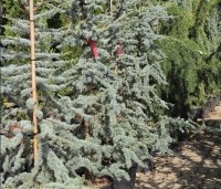 Cedrus libani 'Glauca' - Blauwe Ceder - 2