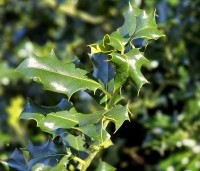 Ilex aquifolium - Scherpe Hulst - 2