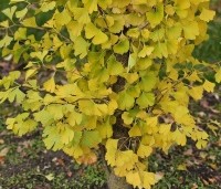 Ginkgo biloba 'Obelisk' - Japanse Notenboom 'Obelisk' - 3