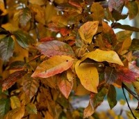 Nyssa sylvatica 'Autumn Cascades' - Zwarte tupeloboom  - 3