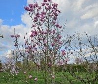 Magnolia 'Galaxy' - Beverboom - 2