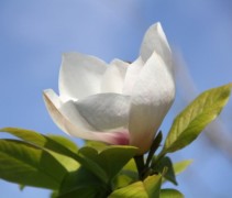 Bloem Magnolia soulangeana geopend