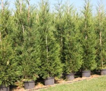 Cupressocyparis Leylandii