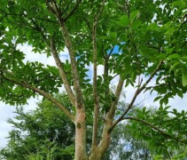 Lagerstroemia indica
