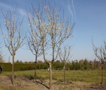 Prunus domestica reine claude 'Verte'