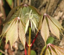 blad Aesculus parviflora 