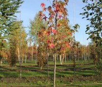 Liquidambar Lane Roberts herfst
