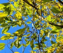 sycoparrotia