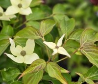 Cornus kousa 'Milky Way' - Japanse grootbloemige Kornoelje - 1