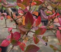 Vaccinium corymbosum 'Bluecrop' - Blauwe bes 'Bluecrop' - 4