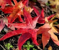 Liquidambar styraciflua 'Stared'  - Amberboom 'Stared' - 2