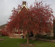 Sierappel 'Red Sentinel', hoogstam boom met veel appels
