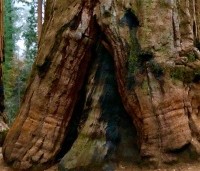 Sequoiadendron giganteum 'Glaucum' - Mammoetboom 'Glaucum' - 3