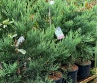 Sequoiadendron giganteum 'Glaucum' - Mammoetboom 'Glaucum' - 2
