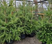 Pseudotsuga menziesii - Douglasspar - 1