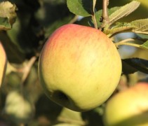 Malus domestica 'Notarisappel'