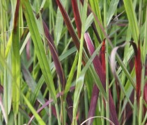 Panicum Virgatum Squaw