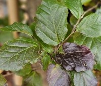 Parrotia persica 'Cherry Tips' - Perzisch IJzerhout 'Cherry Tips' - 2