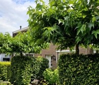 Morus alba 'Macrophylla' - Witte moerbei - 3