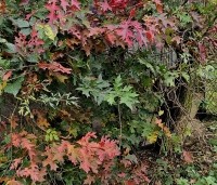 Quercus palustris - Moeraseik - 1