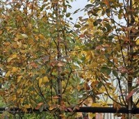 Amelanchier arborea 'Robin Hill' - Amerikaans krentenboompje - herfstblad