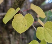 Cercidiphyllum japonicum  - Katsuraboom - 6
