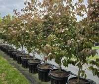 Cornus kousa 'Cappuccino' - Japanse grootbloemige kornoelje 'Cappuccino' - 1