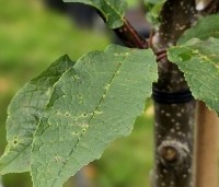 Prunus padus - Europese vogelkers - 2
