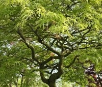 Acer palmatum 'Dissectum' - Japanse esdoorn 'Dissectum' - 3