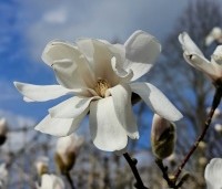 Magnolia loebneri 'Merrill' - Beverboom - 1