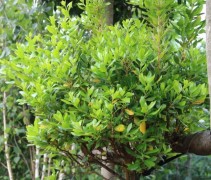 arbutus