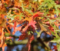 Quercus Palustris