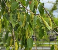 Betula albosinensis 'Fascination' - Zilverberk 'Fascination' - 1