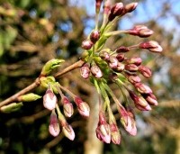 Prunus x yedoensis  - Yoshinokers - bloemknoppen maart