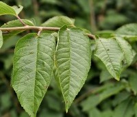 Prunus avium 'Schneider's Späte Knorpelkirsche' - Prunus avium 'Schneider's Späte Knorpelkirsche' - 1