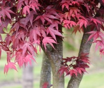 Acer palmatum 'Red Flash'