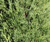 Cupressus semp. 'Pyramidalis'