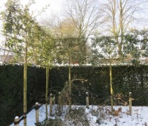 Quercus Ilex