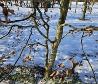 Carpinus betulus - Haagbeuk - klimboom in wording op de kwekerij  van Ten Hoven Bomen