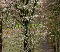 Prunus Spinosa