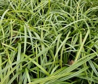 Carex morrowii 'Irish Green' per kist á 24 st. - Japanse Zegge 'Irish Green' - 3