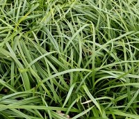 Carex morrowii 'Irish Green' per kist á 24 st. - Japanse Zegge 'Irish Green' - 1