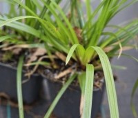Carex morrowii 'Irish Green' per kist á 24 st. - Japanse Zegge 'Irish Green' - 2