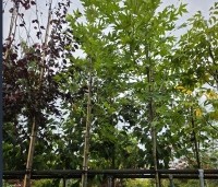 Platanus orientalis 'Minaret' - Oosterse plataan  'Minaret' - 5