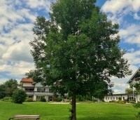 Fraxinus excelsior - Es - 4