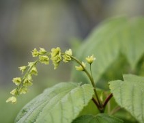 Acer Davidii