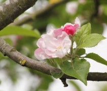 appelbloesem