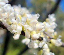 Cercis canadensis 'Royal White' is een familielid van Shirobana